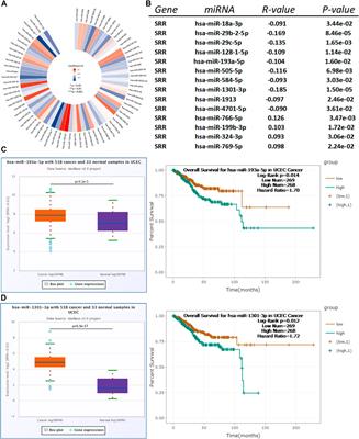 Integrated Bioinformatics Analysis of Serine Racemase as an Independent Prognostic Biomarker in Endometrial Cancer